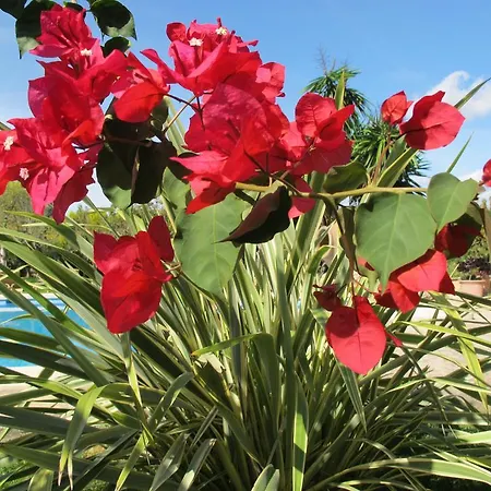 Aumallia Hotel & Spa Felanitx